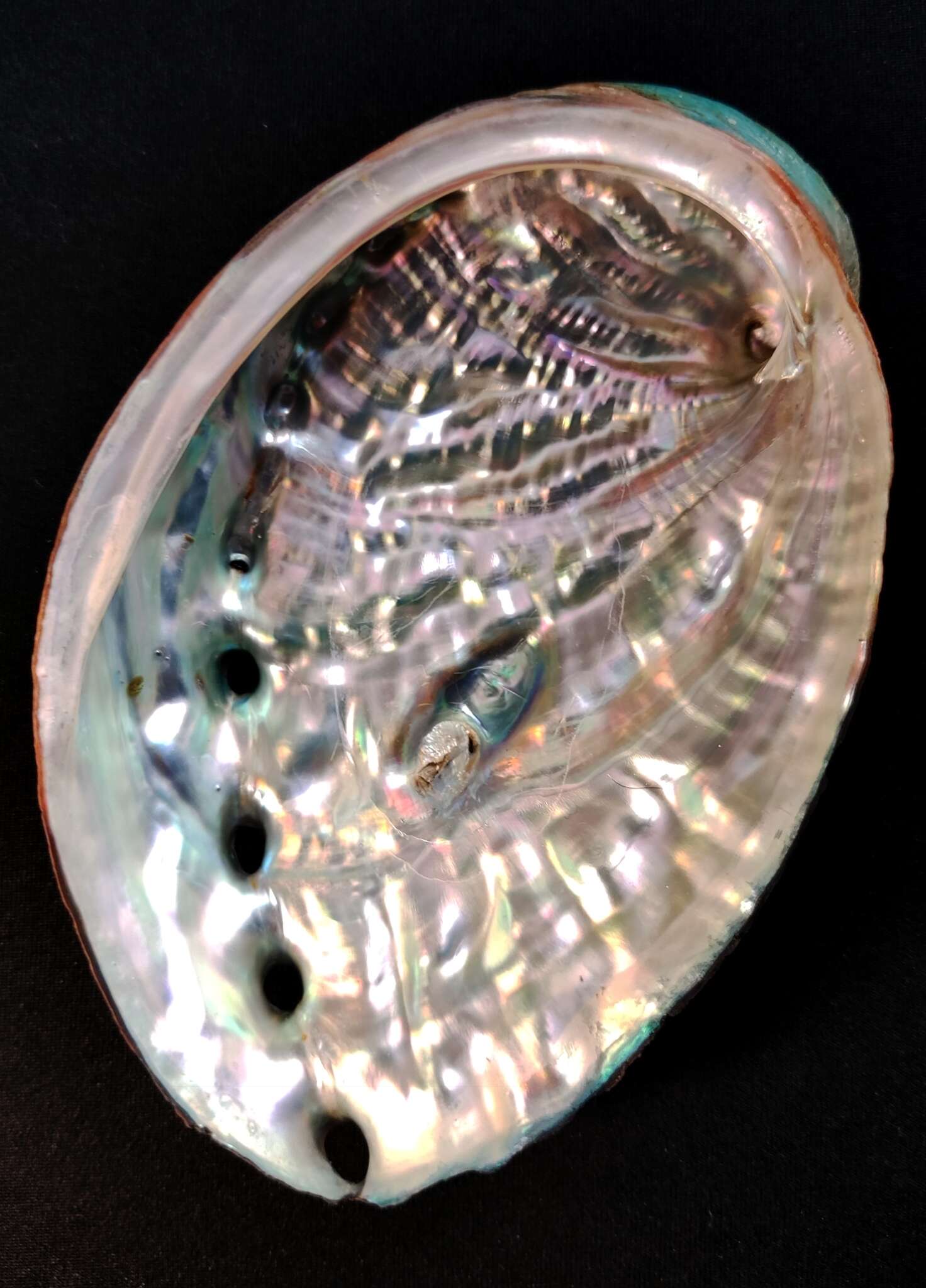 Image of Japanese abalone