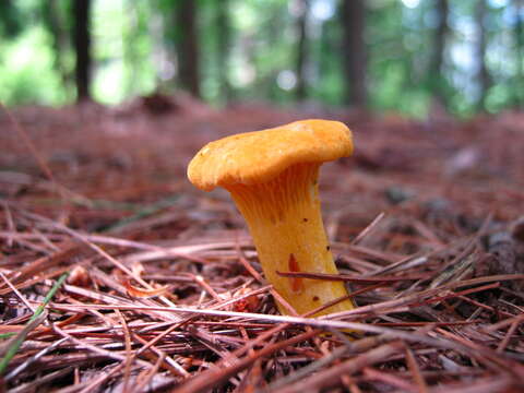 Image of Cantharellus enelensis Voitk, Thorn, Lebeuf & J. I. Kim 2017