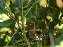 Image of Grey-olive Bulbul