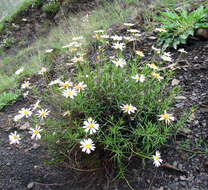 Image of Kemulariella rosea (Stev.) Tamamsch.