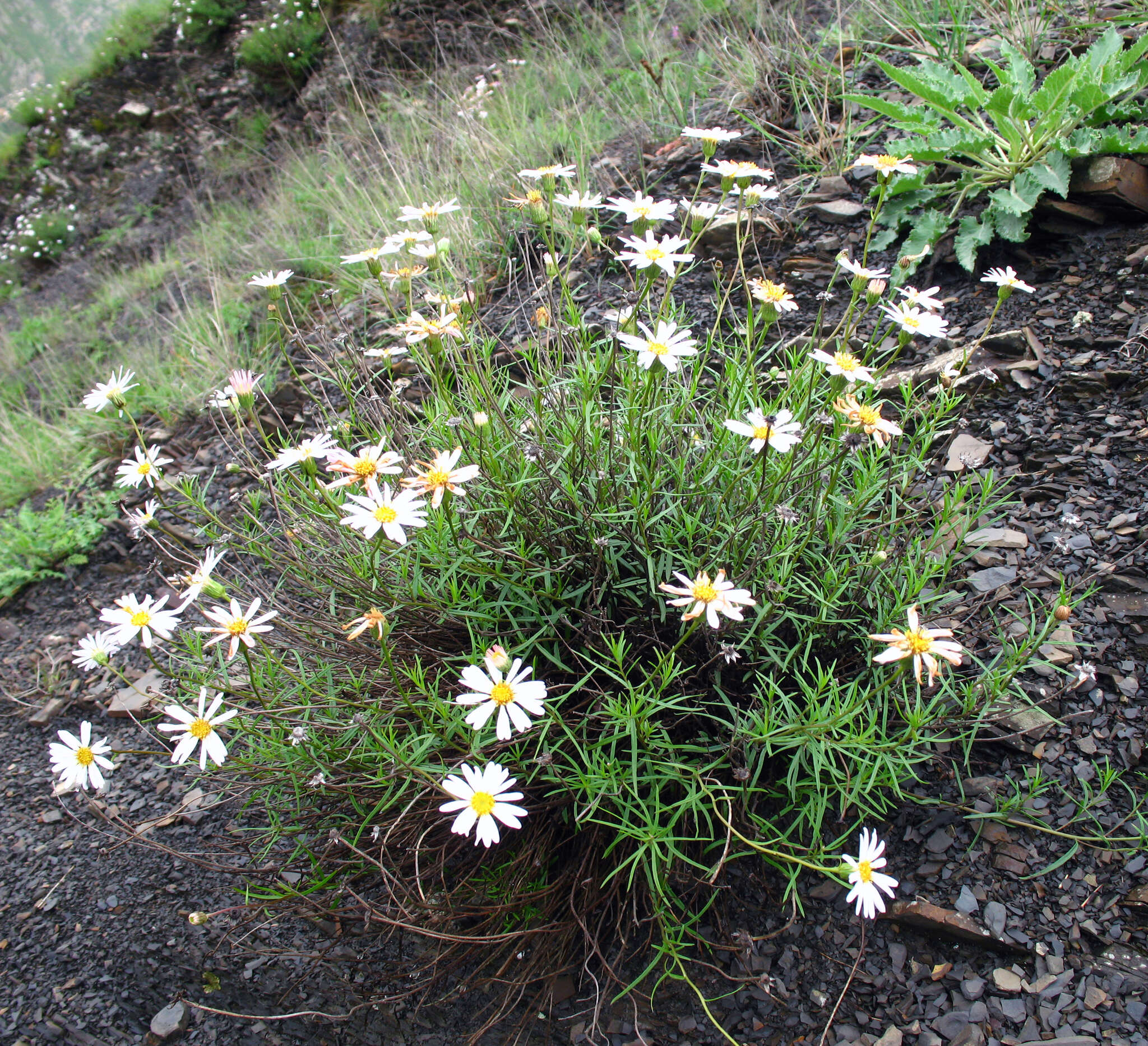 Слика од Kemulariella rosea (Stev.) Tamamsch.