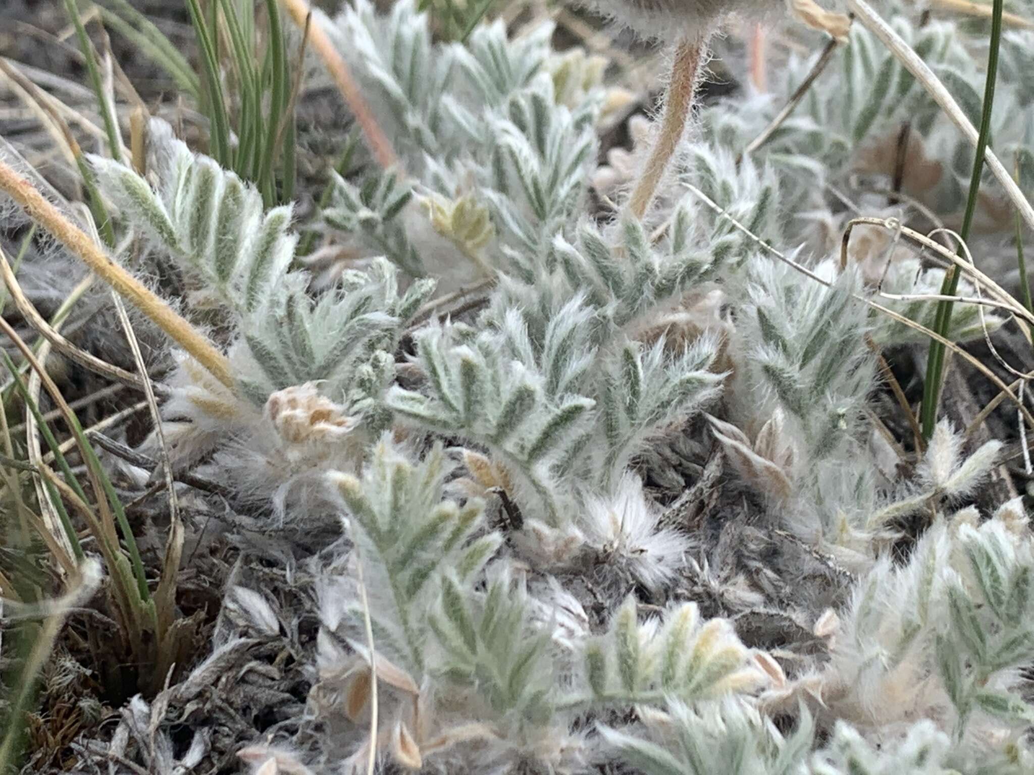 Image of haresfoot locoweed