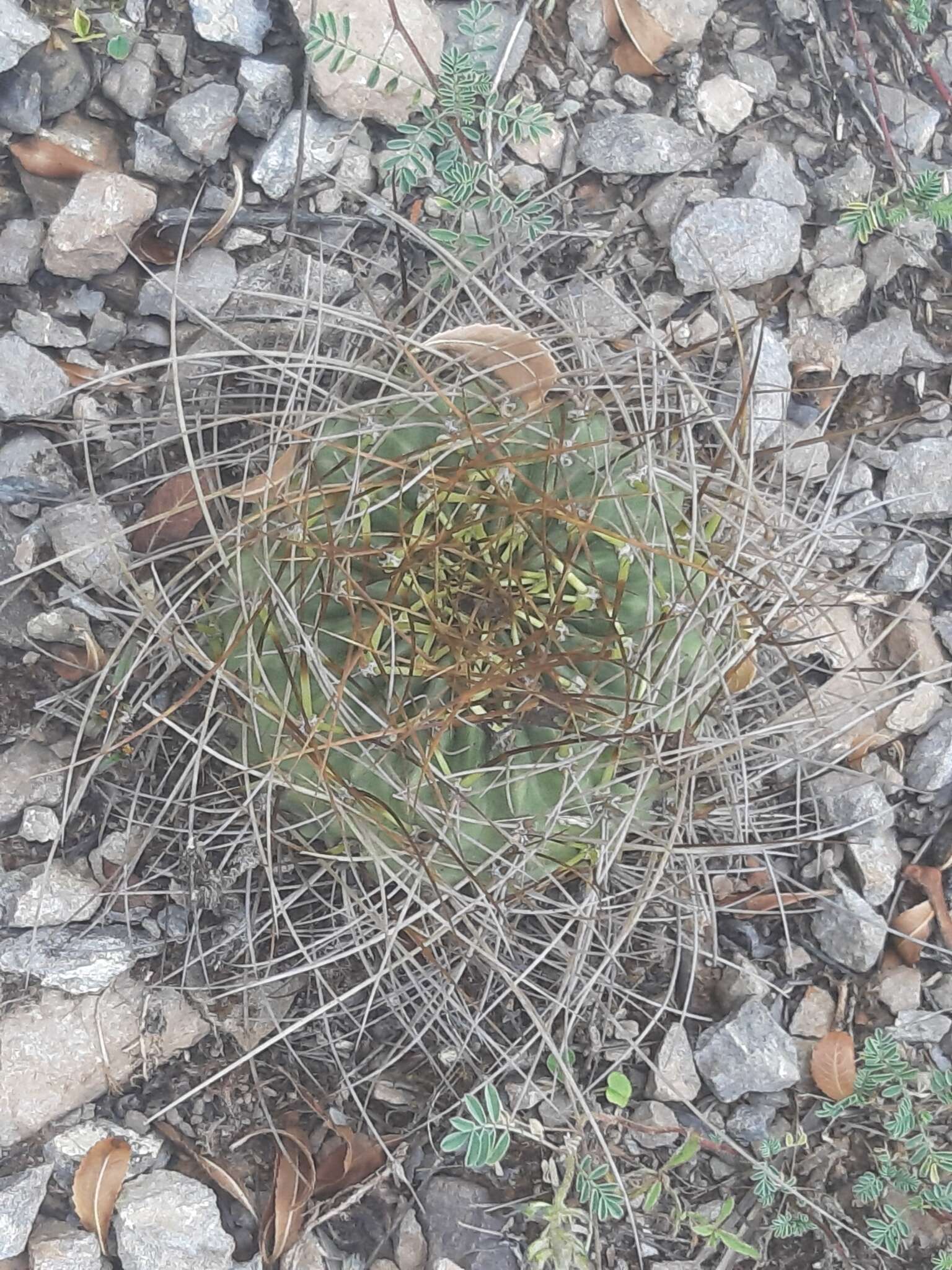 Echinopsis backebergii Werderm. resmi