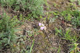 Image de Neotorularia contortuplicata (Stephan) Hedge & J. Léonard