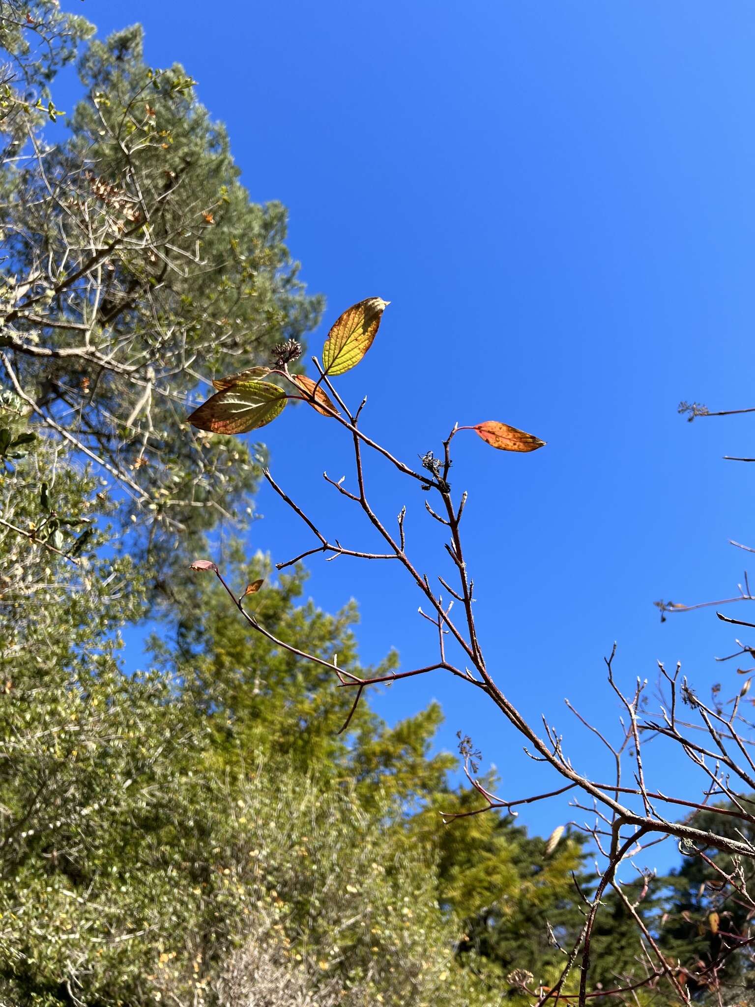 Cornus sericea subsp. sericea resmi