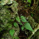 Image of Peperomia exclamationis G. Mathieu