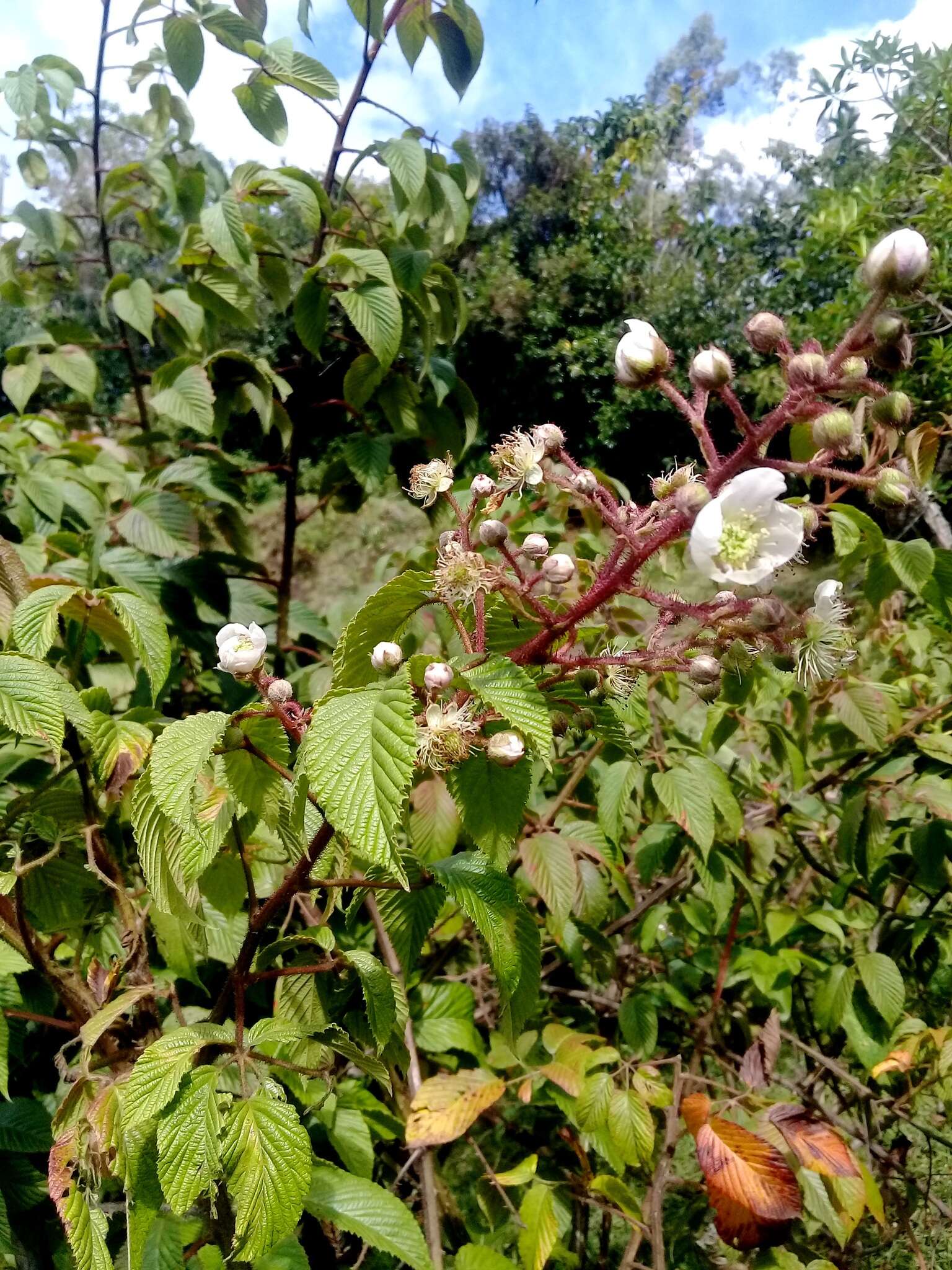 Image of Rubus adenotrichos Schltdl.