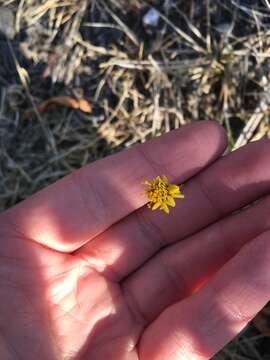 Image of Tridax coronopifolia (Kunth) Hemsl.