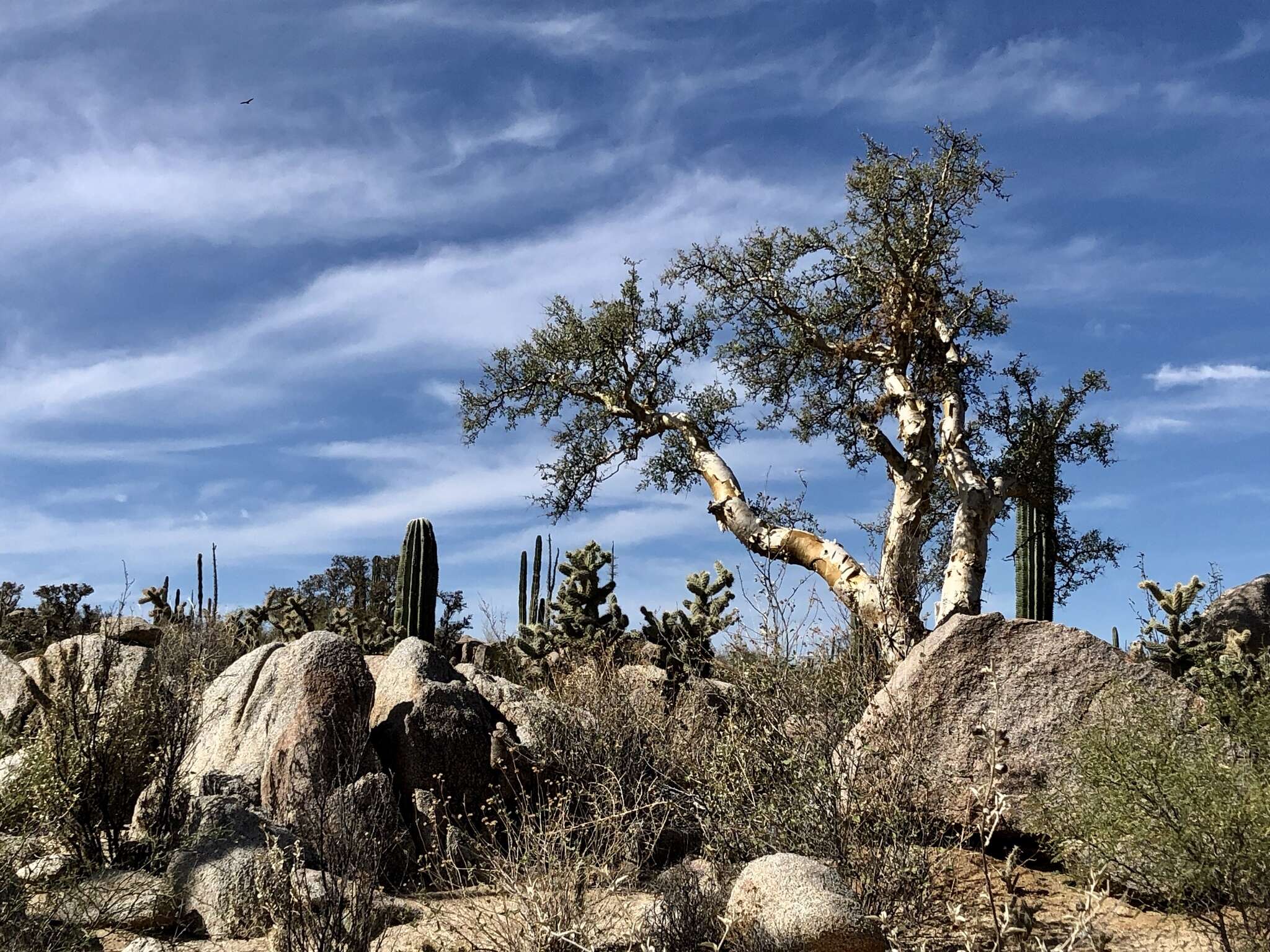 Image of elephant tree