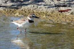 Charadrius wilsonia wilsonia Ord 1814 resmi