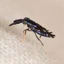 Image of Parasitoid wasp