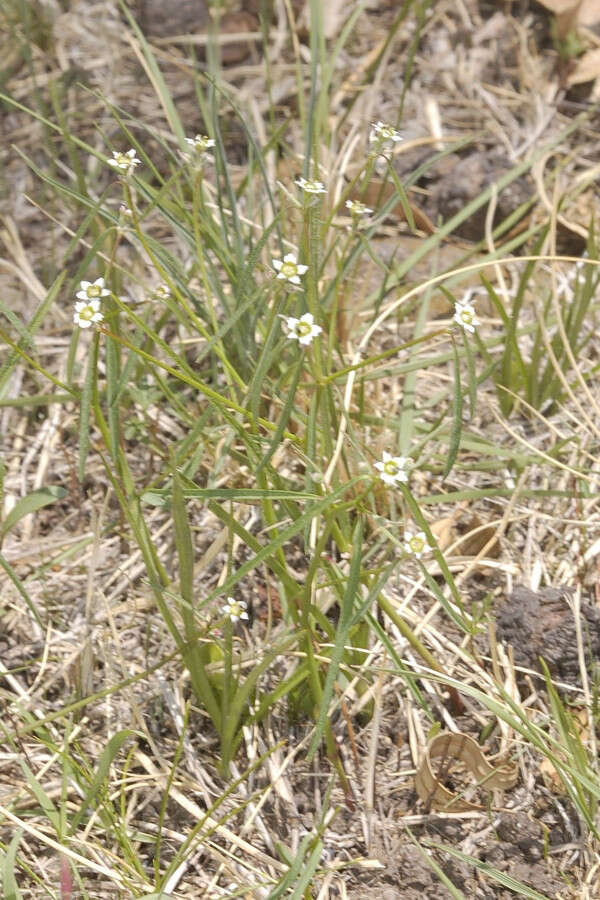 Image of Euphorbia sphaerorhiza Benth.