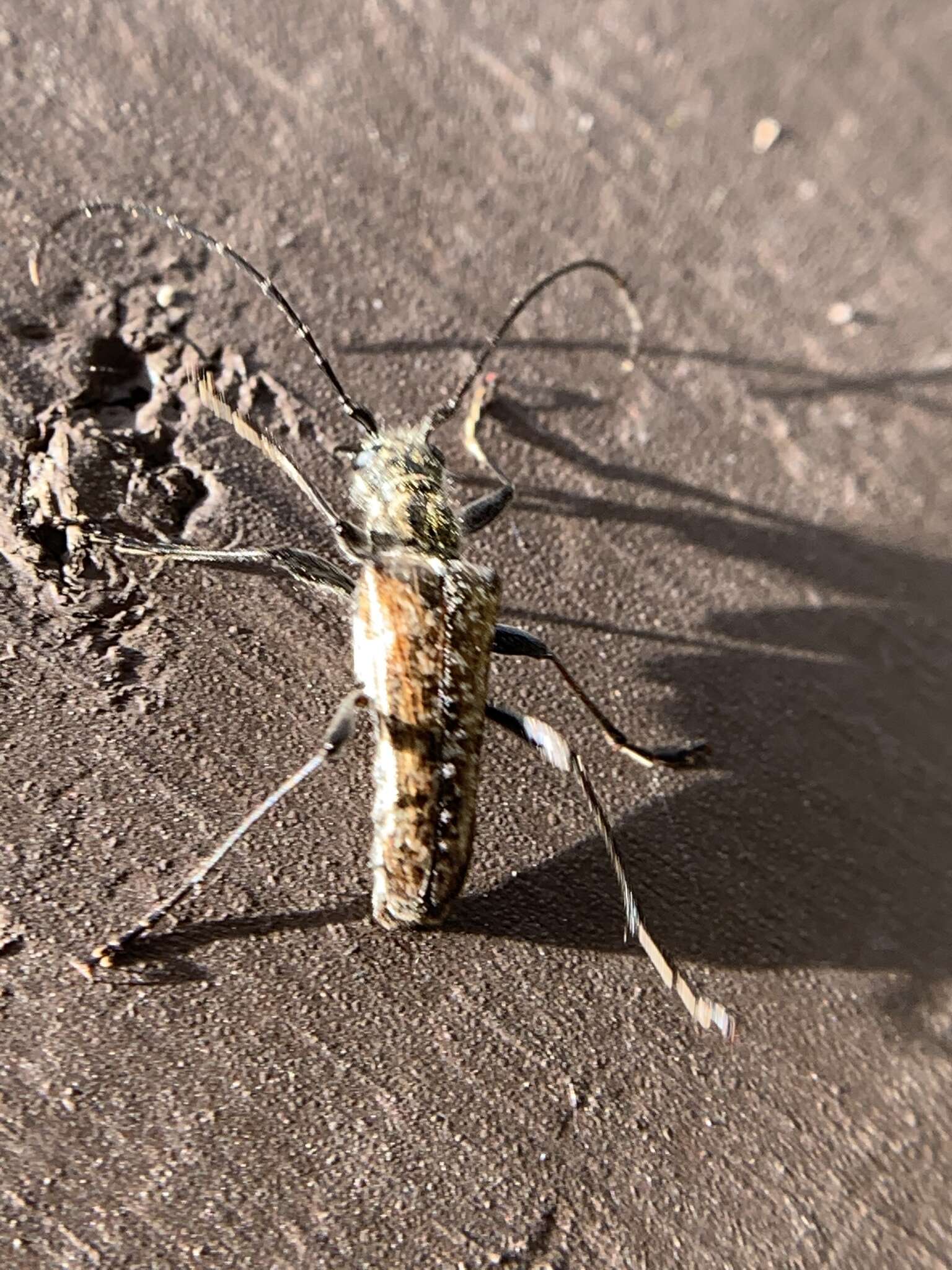 Image of Mottled Longhorned Beetle