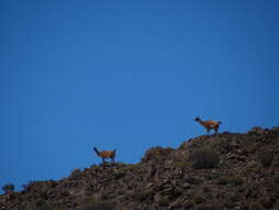 Image de guanaco