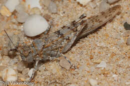 Image of Algarve Sand Grasshopper