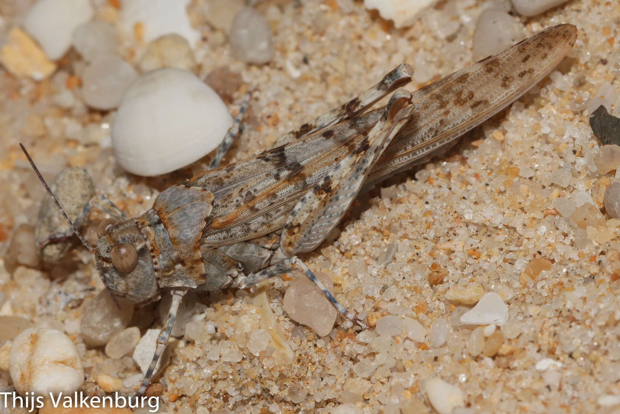 Image of Algarve Sand Grasshopper