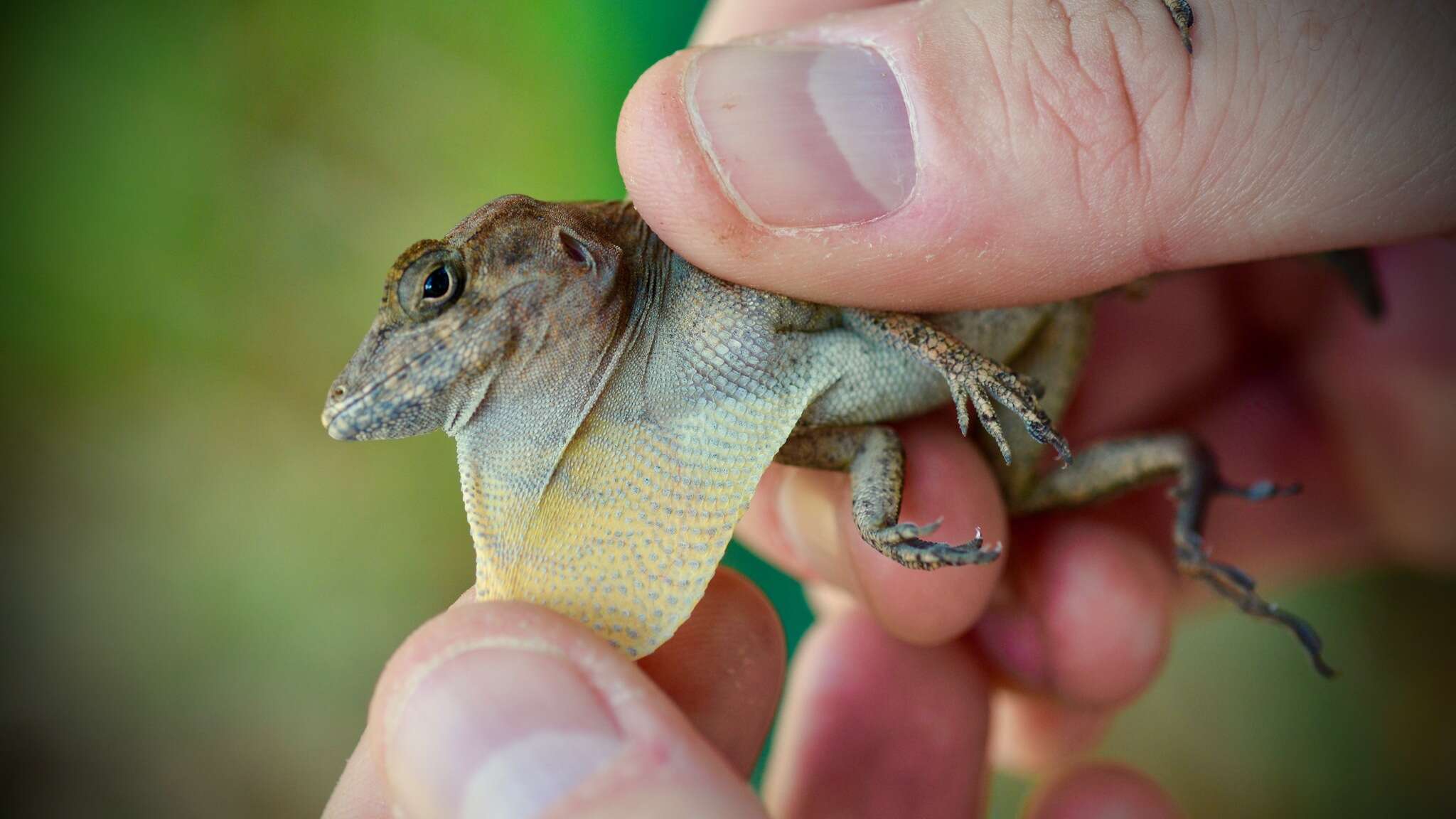 Anolis cybotes Cope 1862 resmi