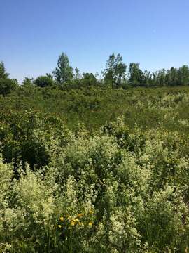 Image of White bedstraw