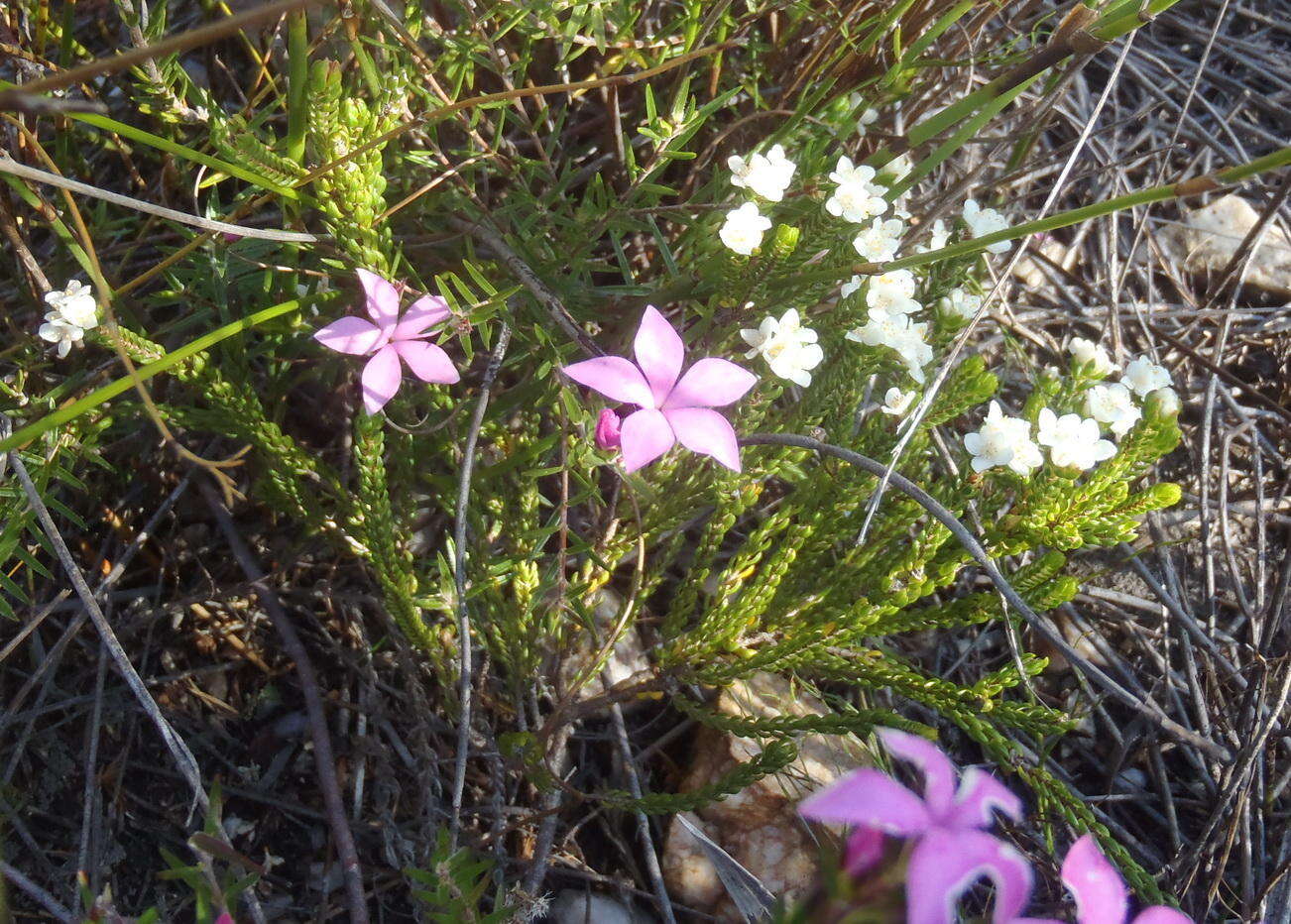 Image of Lachnaea ericoides Meissn.