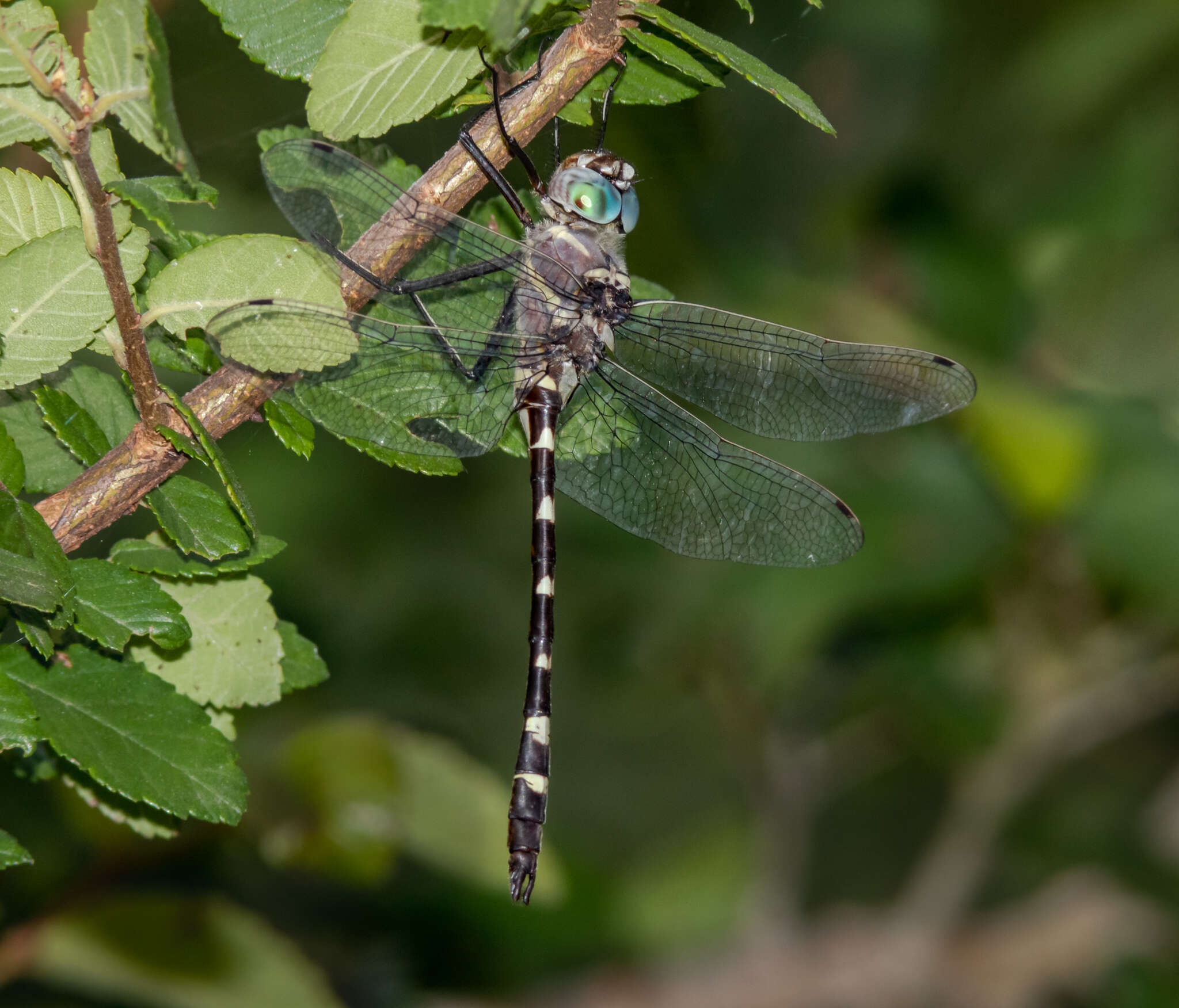 Image of Macromia annulata Hagen 1861