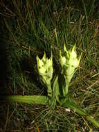 Image of Habenaria gourlieana Gillies ex Lindl.