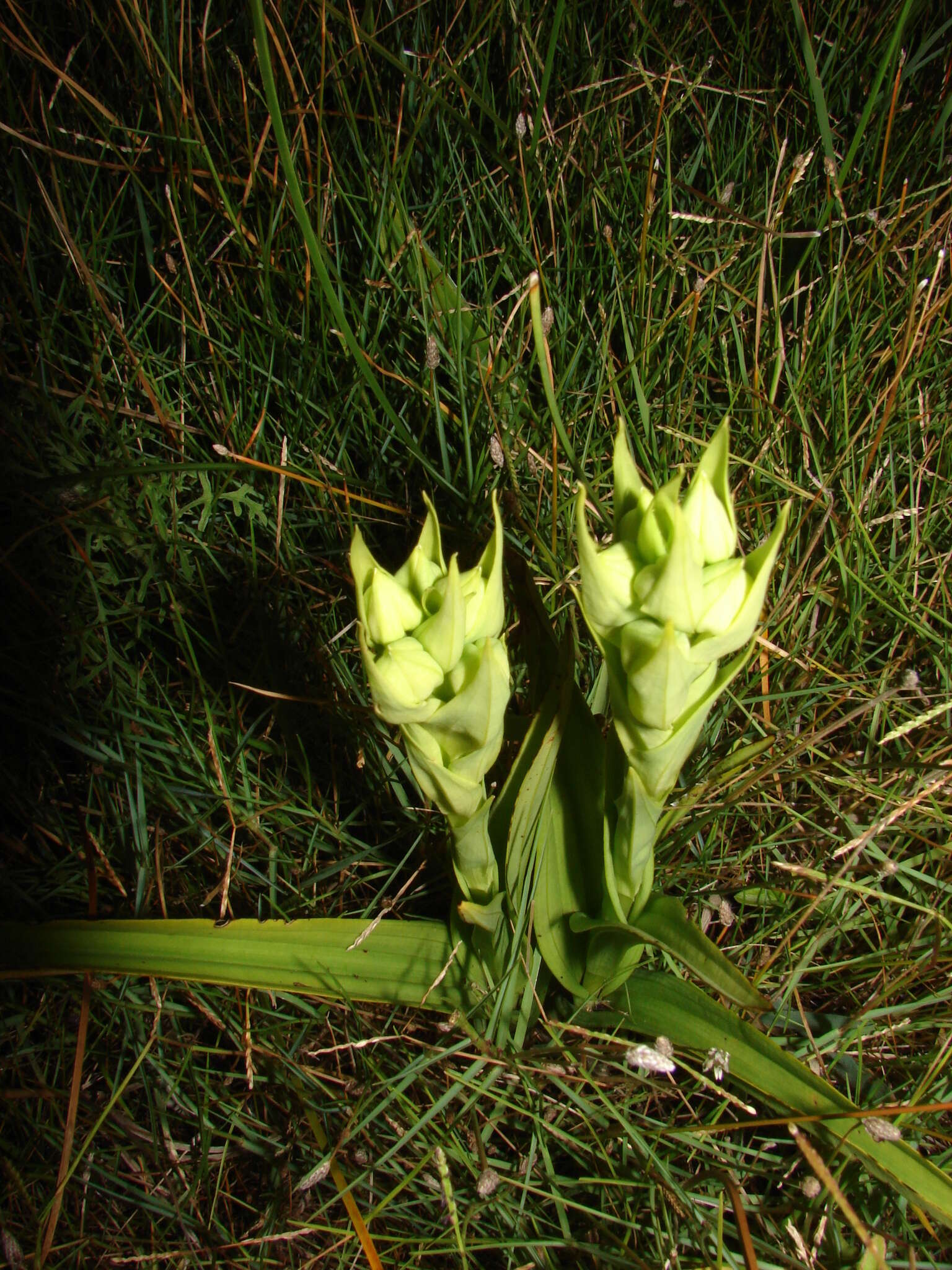 Image of Habenaria gourlieana Gillies ex Lindl.