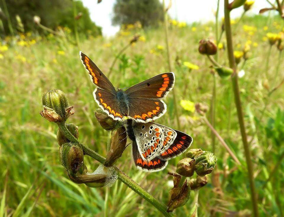 Image of brown argus