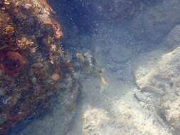 Image of Spotted Trunkfish