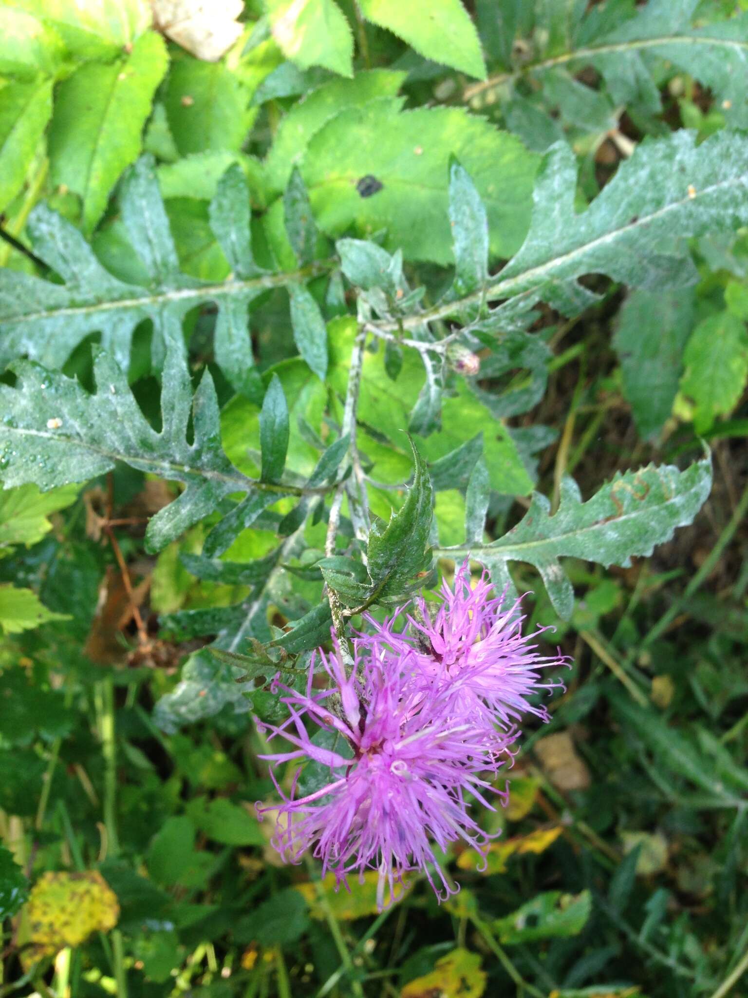 Plancia ëd Serratula coronata L.