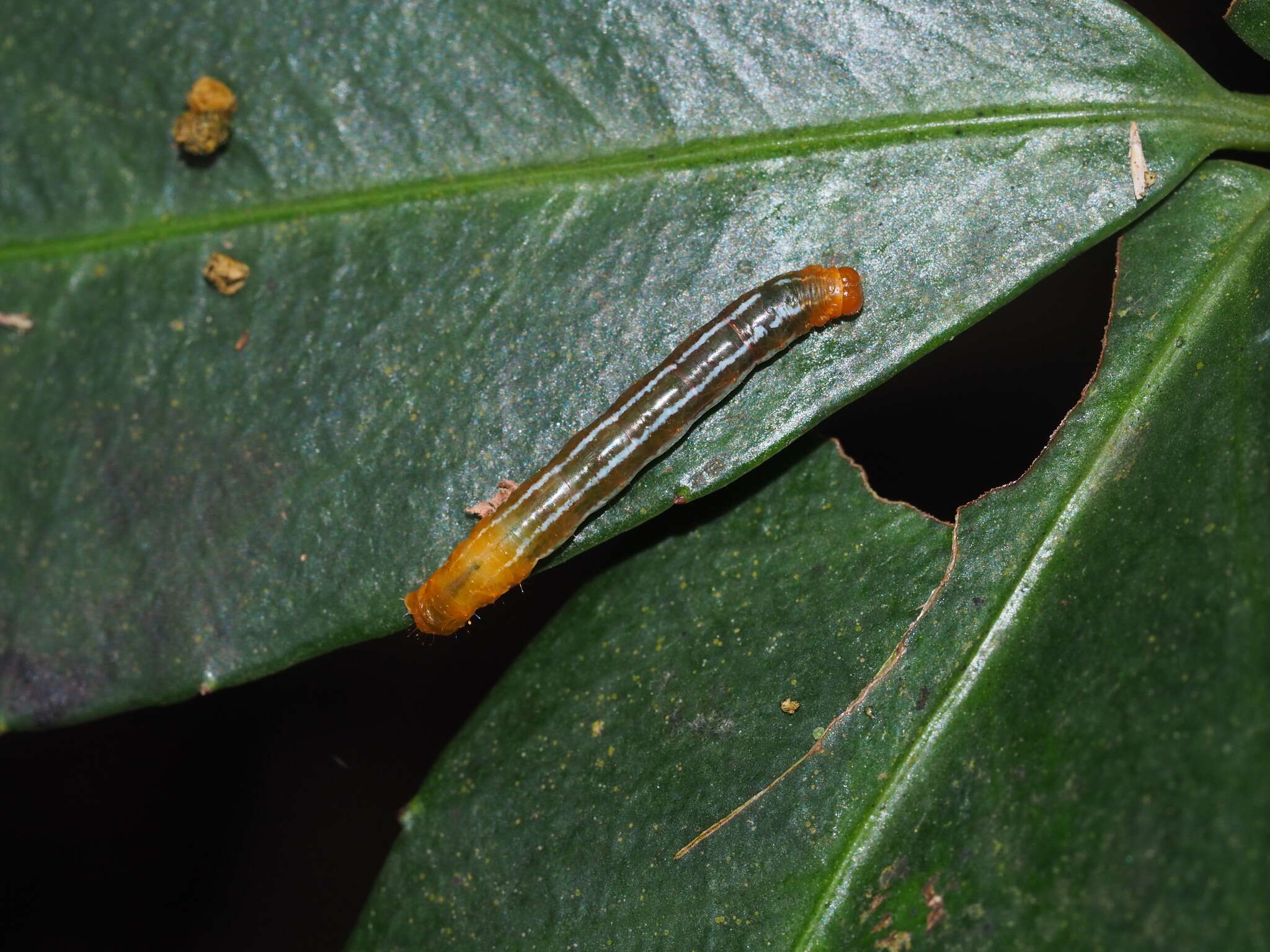 Imagem de Collix stellata Warren 1894