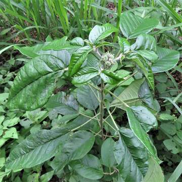 Image of Cortez's croton