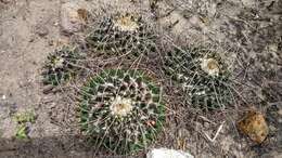 Plancia ëd Mammillaria magnimamma Haw.