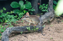 Image of Four-toed Elephant Shrew