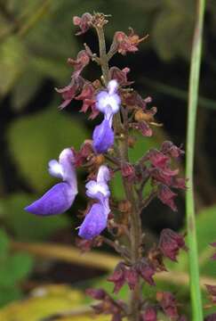 Слика од Plectranthus bojeri (Benth.) Hedge