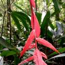 Imagem de Billbergia morelii Brongn.