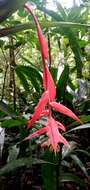 Image of Billbergia morelii Brongn.