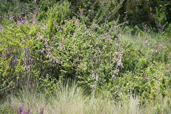 Image of Syncolostemon rotundifolius E. Mey. ex Benth.