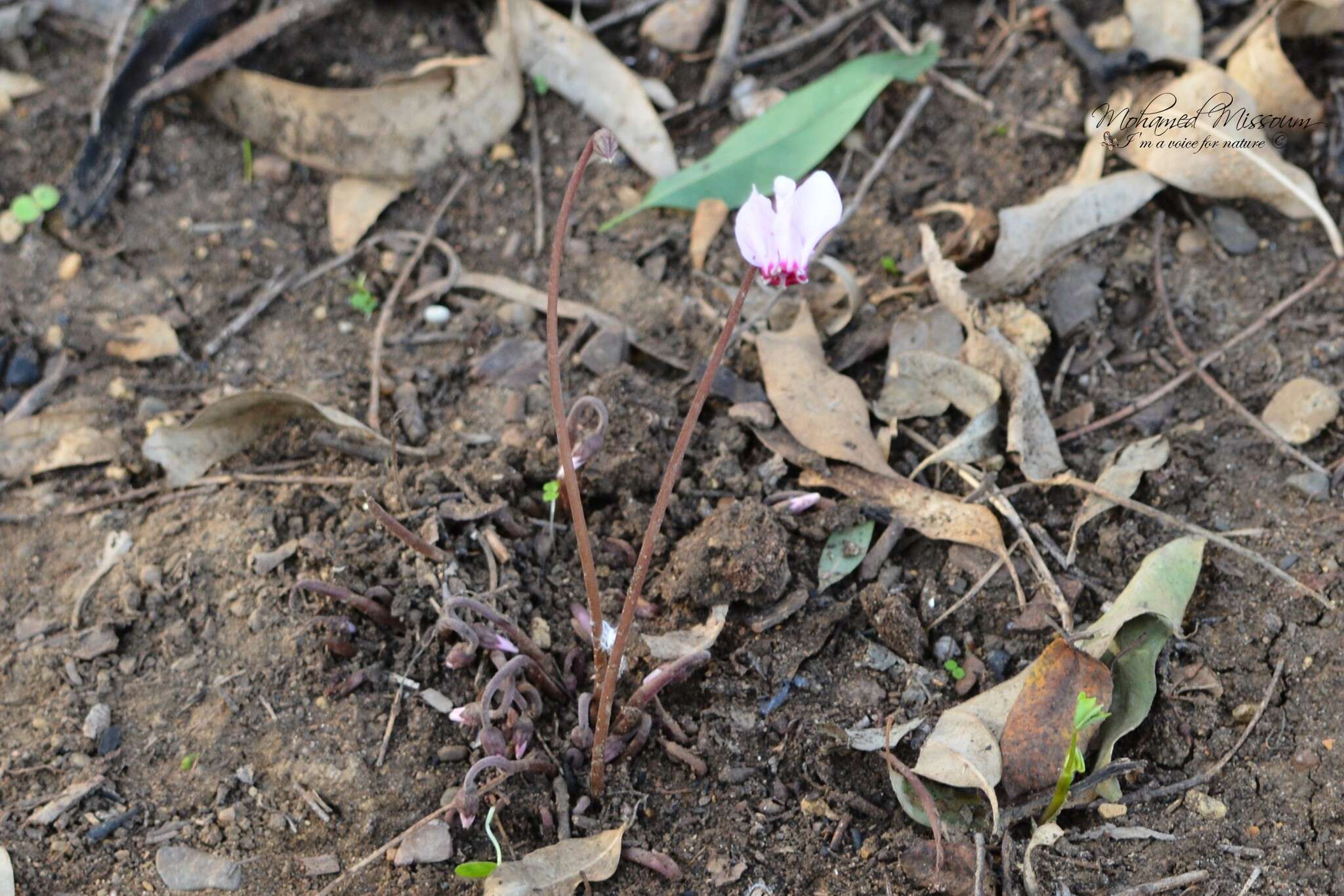 Image of Cyclamen hederifolium subsp. africanum (Boiss. & Reut.) Ietsw.