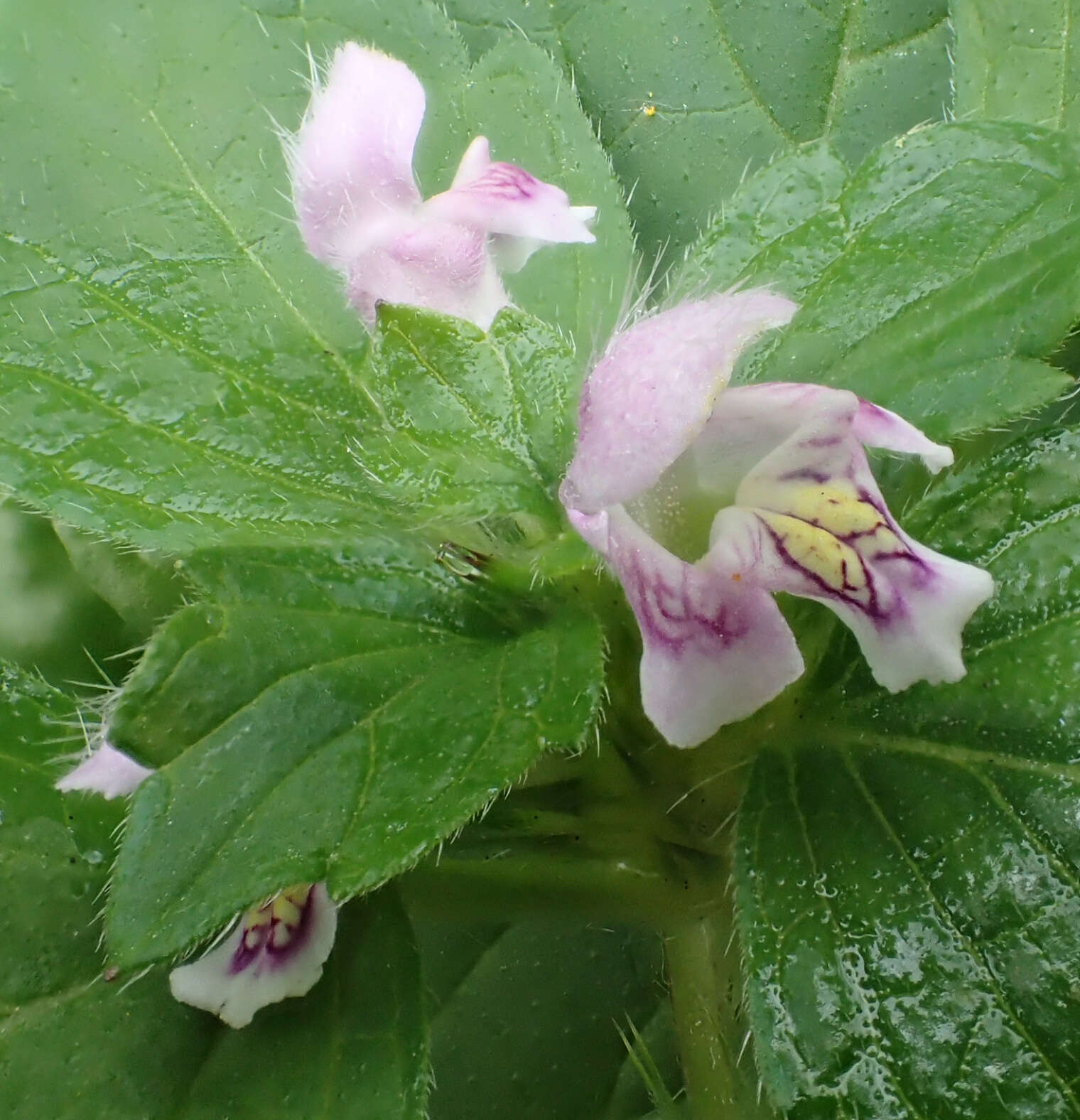 Image of Common hemp nettle