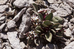 Image of alpine springbeauty