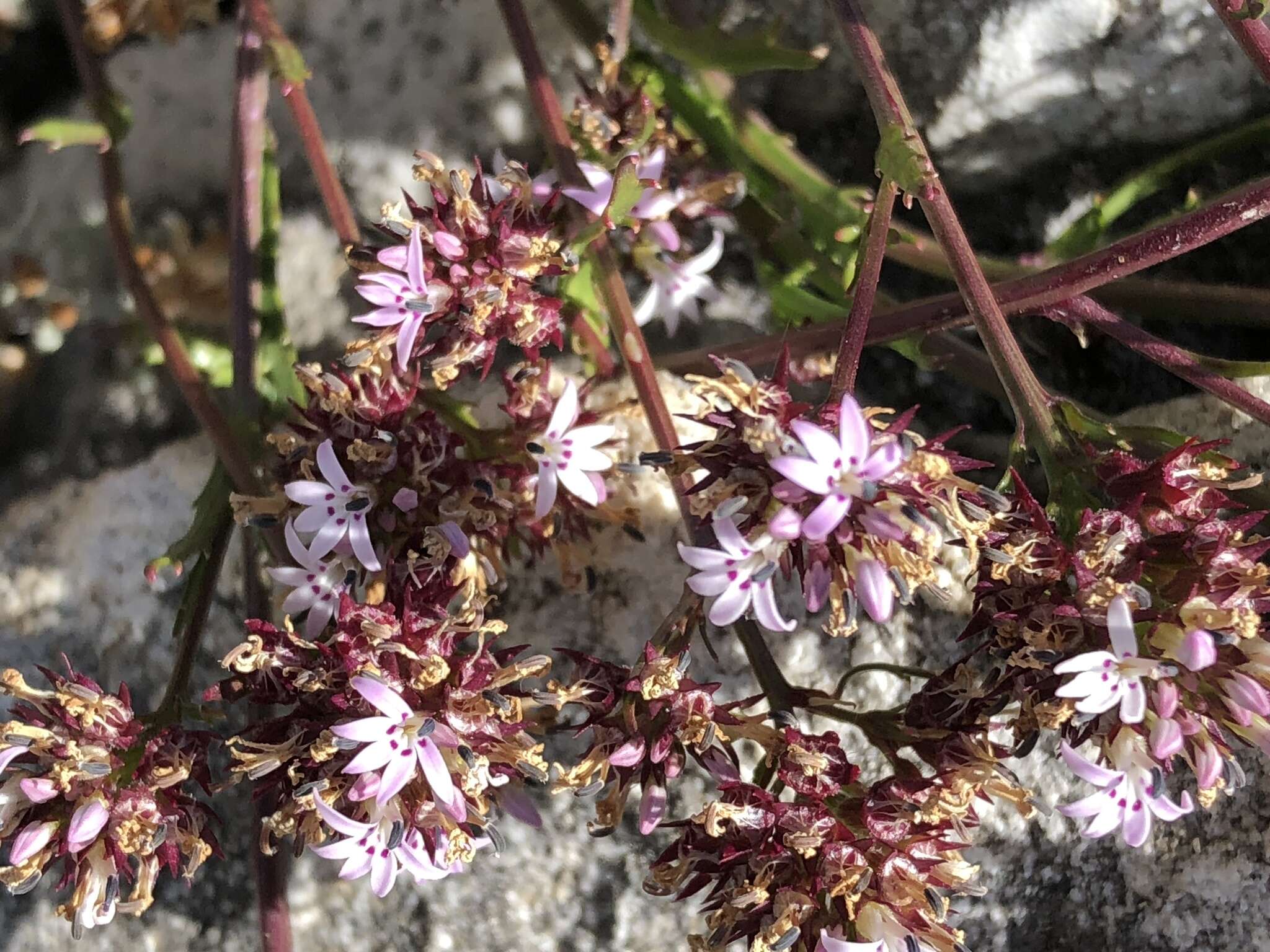 Lobelia jasionoides var. jasionoides resmi