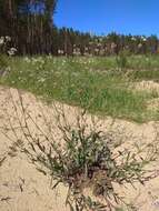 Image of Gypsophila altissima L.