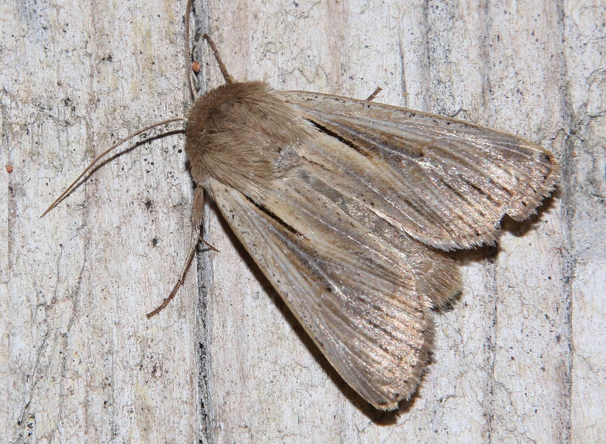 Image of shoulder-striped wainscot