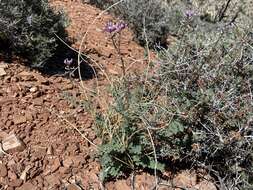 Image of Minthorn's milkvetch