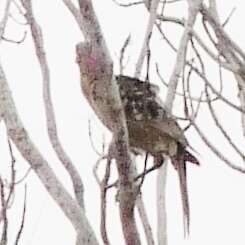 Image of Great Bowerbird