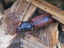 صورة Clivina (Clivina) collaris (Herbst 1784)