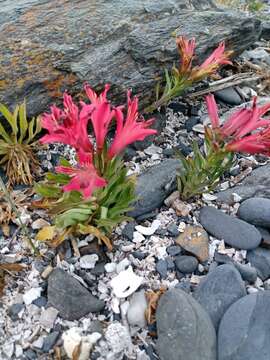 Image of Alstroemeria ligtu L.