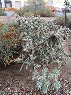 Image of Cylindropuntia imbricata subsp. spinosior