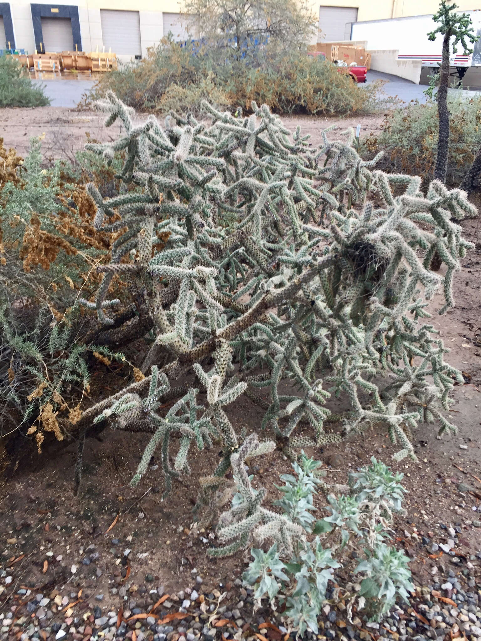 Image of Cylindropuntia imbricata subsp. spinosior