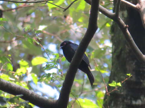 Image of Sharpe's Drongo